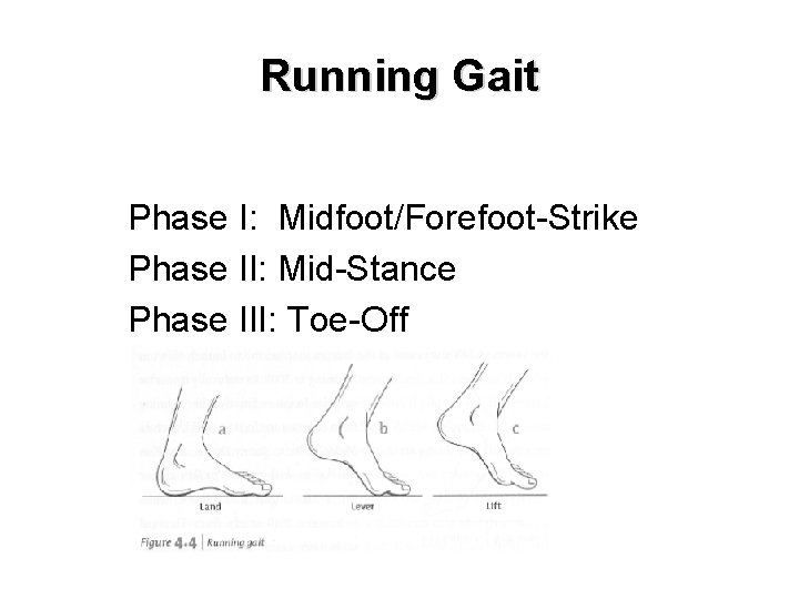 Running Gait Phase I: Midfoot/Forefoot-Strike Phase II: Mid-Stance Phase III: Toe-Off Insert fig. 4