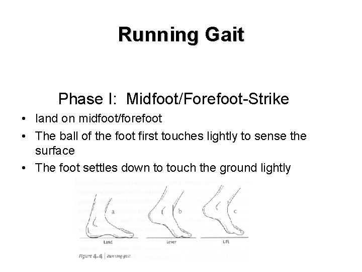 Running Gait Phase I: Midfoot/Forefoot-Strike • land on midfoot/forefoot • The ball of the