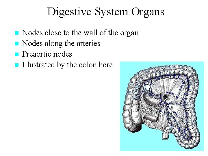 Digestive System Organs n n Nodes close to the wall of the organ Nodes