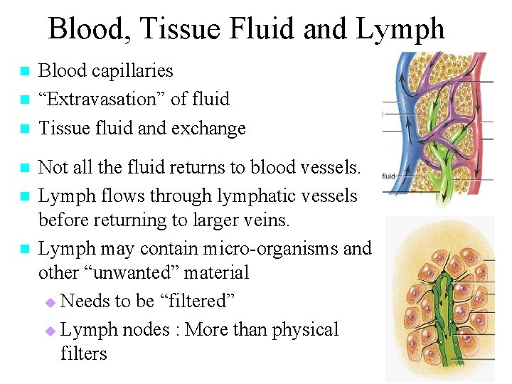 Blood, Tissue Fluid and Lymph n n n Blood capillaries “Extravasation” of fluid Tissue