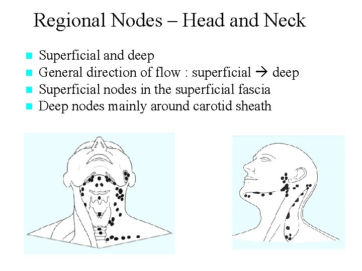 Regional Nodes – Head and Neck n n Superficial and deep General direction of