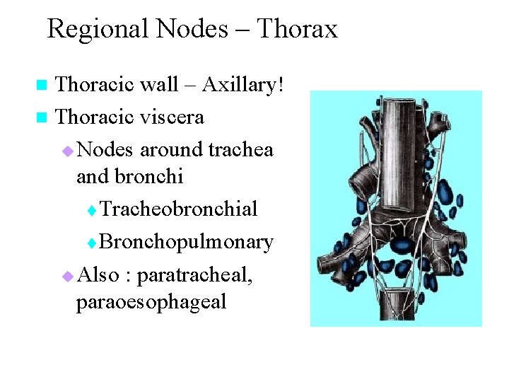 Regional Nodes – Thorax Thoracic wall – Axillary! n Thoracic viscera u Nodes around