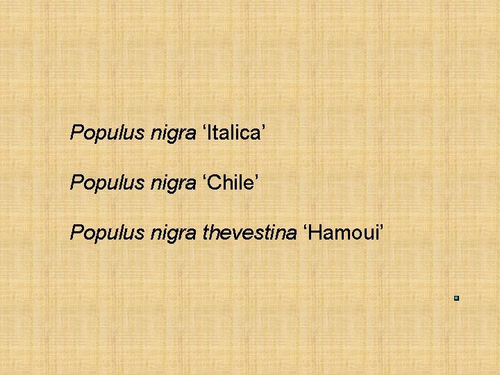Populus nigra ‘Italica’ Populus nigra ‘Chile’ Populus nigra thevestina ‘Hamoui’ 