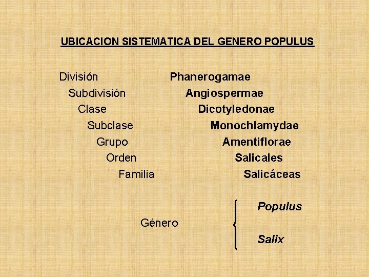 UBICACION SISTEMATICA DEL GENERO POPULUS División Subdivisión Clase Subclase Grupo Orden Familia Phanerogamae Angiospermae