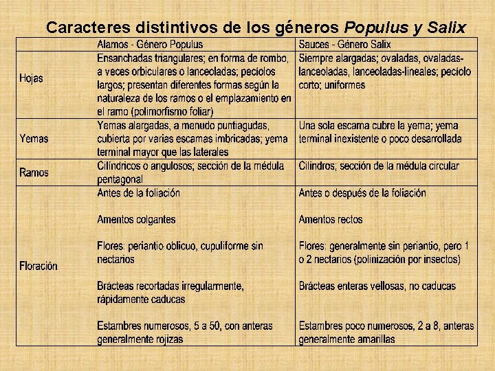 Caracteres distintivos de los géneros Populus y Salix 