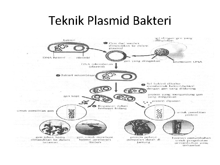 Teknik Plasmid Bakteri 