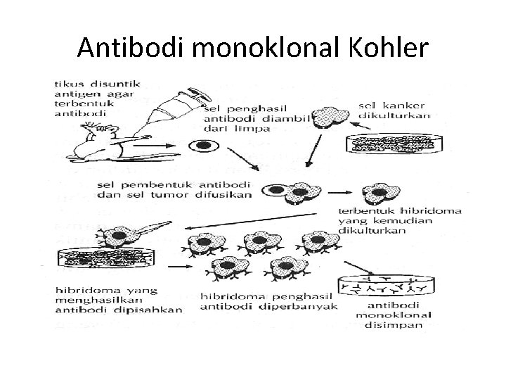 Antibodi monoklonal Kohler 