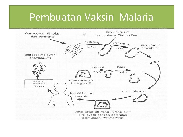 Pembuatan Vaksin Malaria 