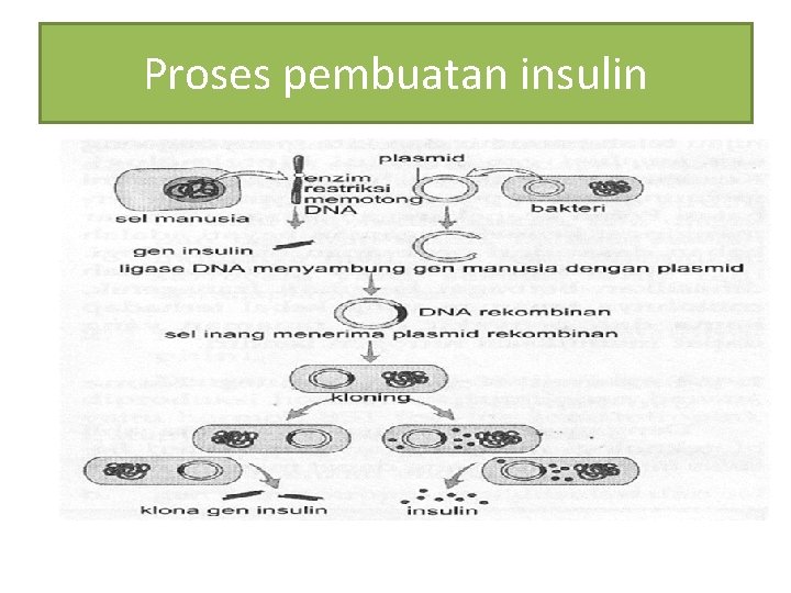 Proses pembuatan insulin 