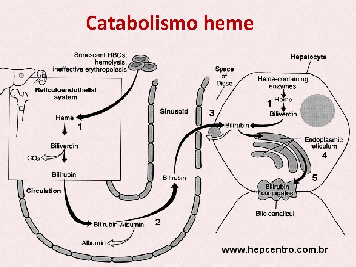 Catabolismo heme 