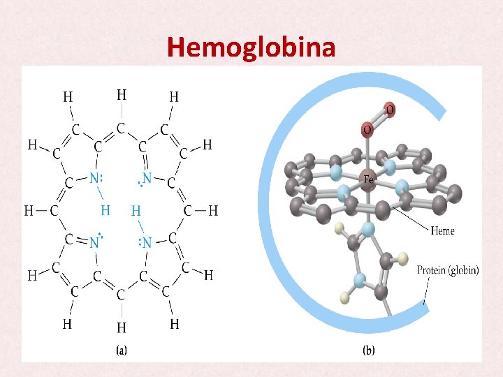 Hemoglobina 