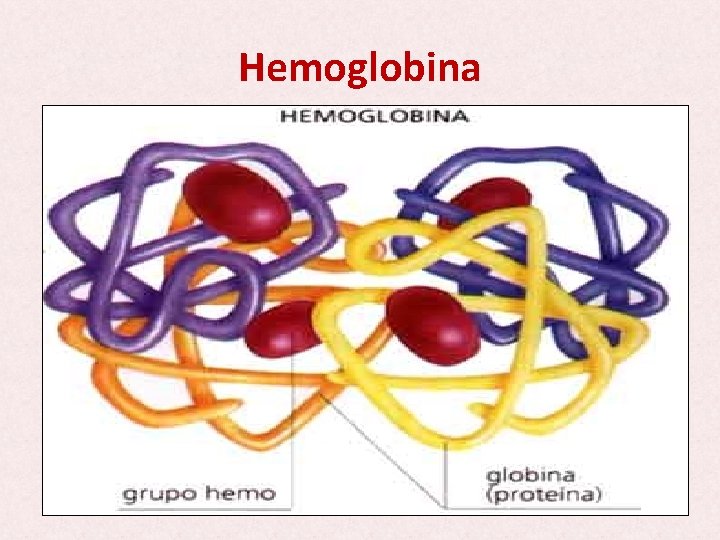 Hemoglobina 