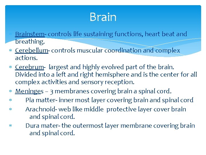 Brain Brainstem- controls life sustaining functions, heart beat and breathing. Cerebellum- controls muscular coordination