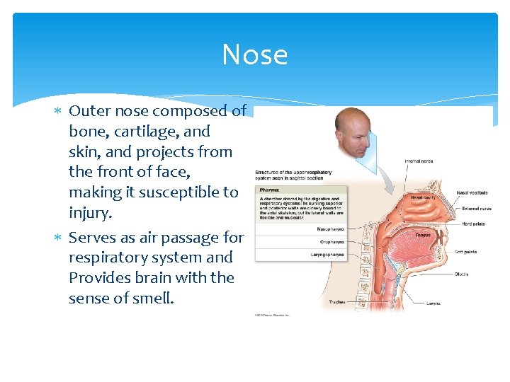 Nose Outer nose composed of bone, cartilage, and skin, and projects from the front