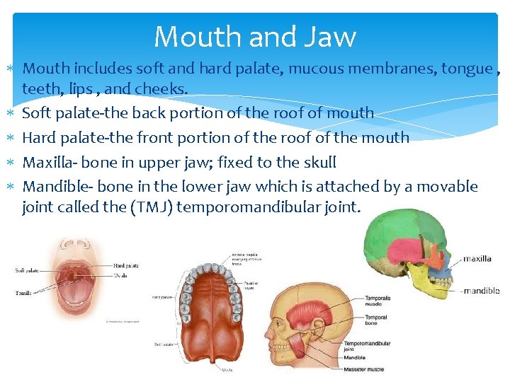 Mouth and Jaw Mouth includes soft and hard palate, mucous membranes, tongue , teeth,