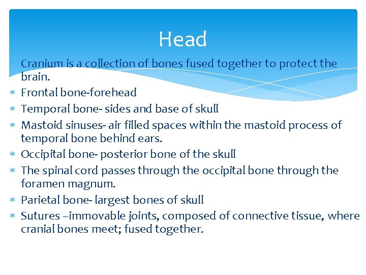Head Cranium is a collection of bones fused together to protect the brain. Frontal