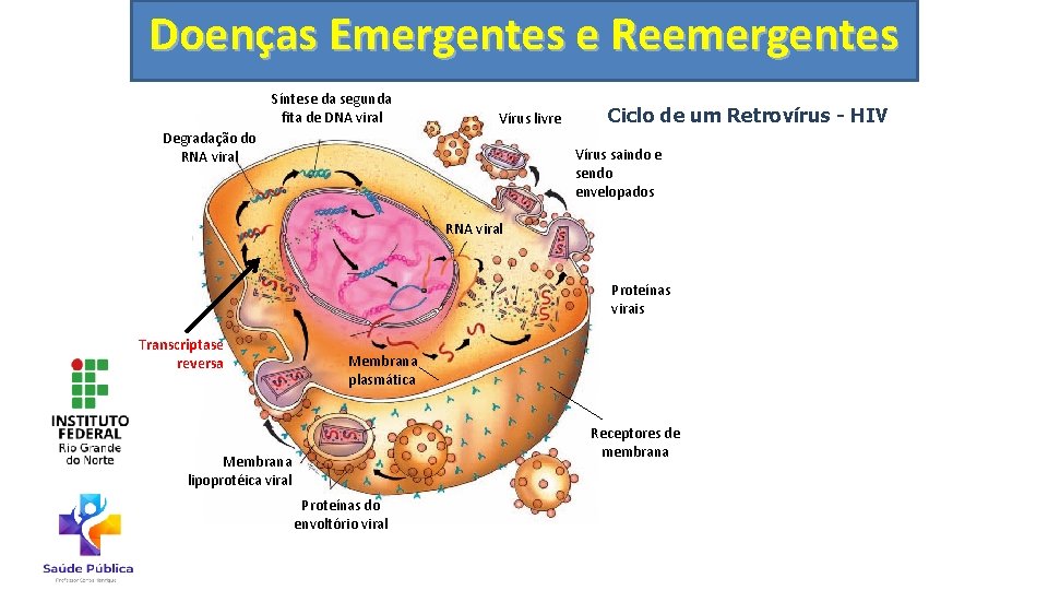 Doenças Emergentes e Reemergentes Síntese da segunda fita de DNA viral Vírus livre Degradação