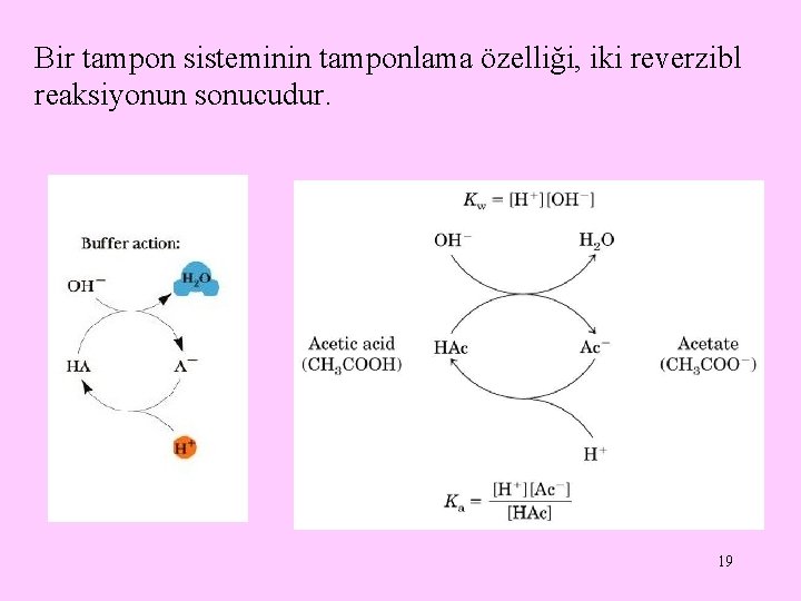Bir tampon sisteminin tamponlama özelliği, iki reverzibl reaksiyonun sonucudur. 19 