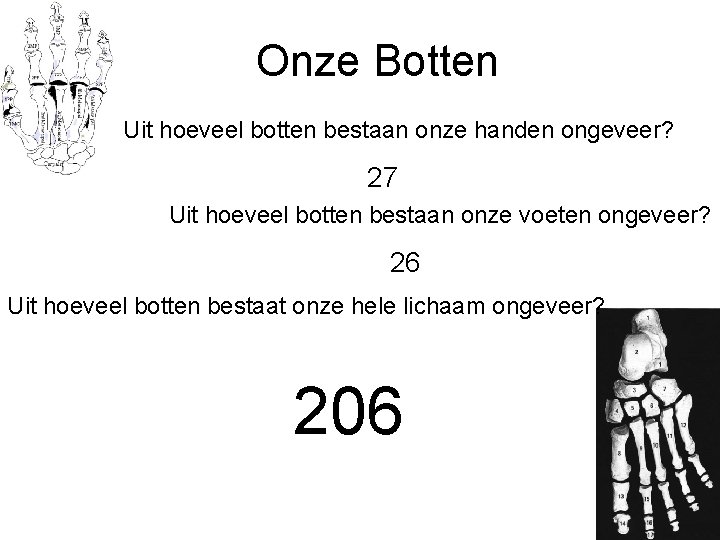 Onze Botten Uit hoeveel botten bestaan onze handen ongeveer? 27 Uit hoeveel botten bestaan