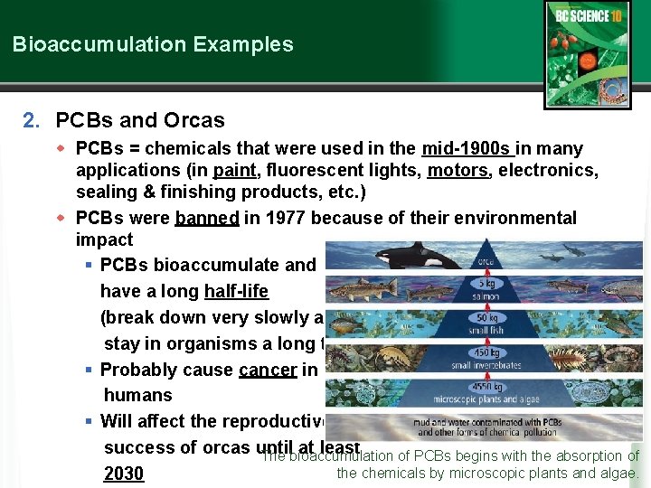 Bioaccumulation Examples 2. PCBs and Orcas w PCBs = chemicals that were used in