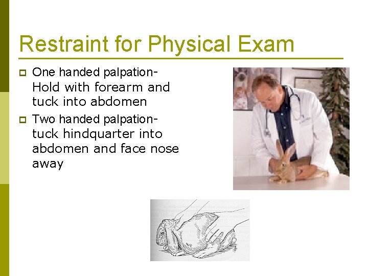 Restraint for Physical Exam p p One handed palpation. Hold with forearm and tuck