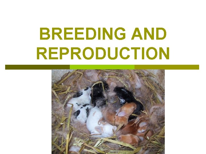 BREEDING AND REPRODUCTION 