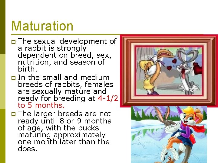 Maturation The sexual development of a rabbit is strongly dependent on breed, sex, nutrition,