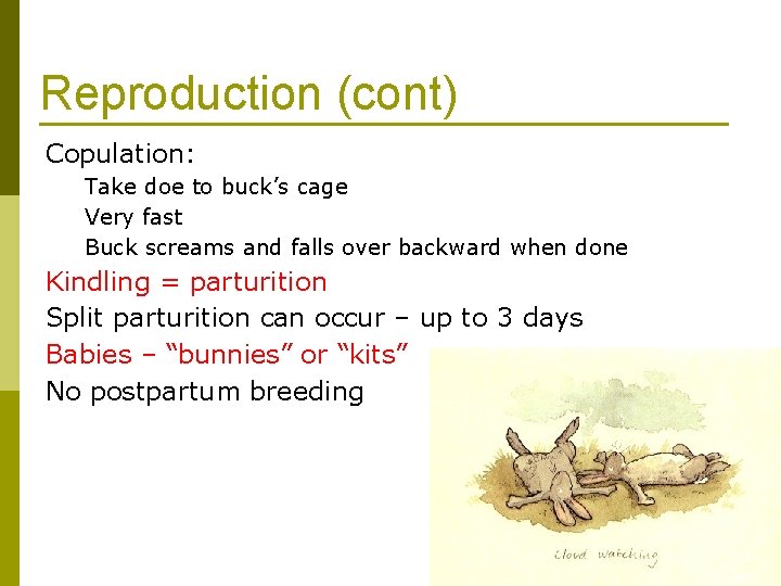 Reproduction (cont) Copulation: Take doe to buck’s cage Very fast Buck screams and falls