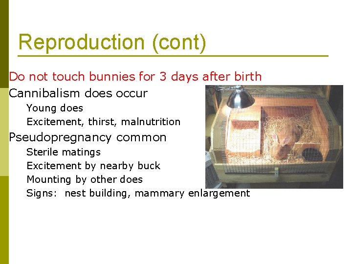 Reproduction (cont) Do not touch bunnies for 3 days after birth Cannibalism does occur