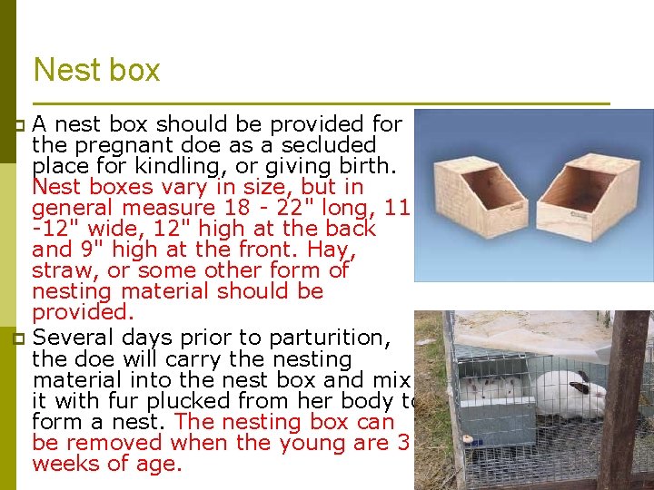 Nest box A nest box should be provided for the pregnant doe as a