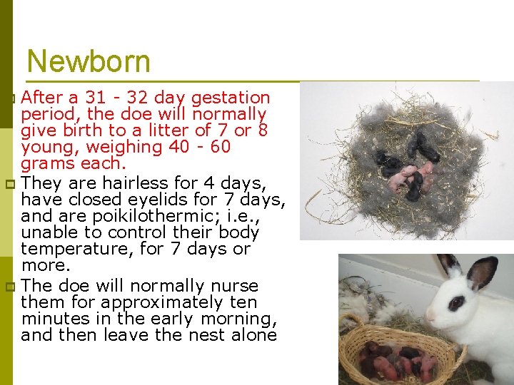 Newborn After a 31 - 32 day gestation period, the doe will normally give