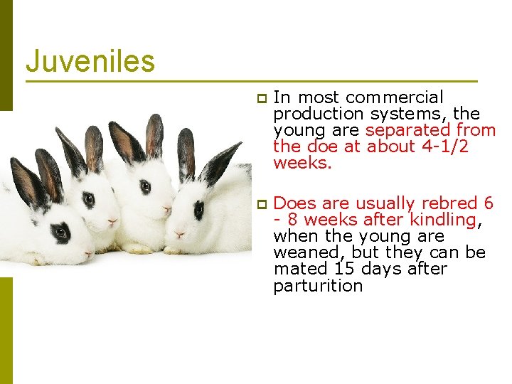 Juveniles p In most commercial production systems, the young are separated from the doe