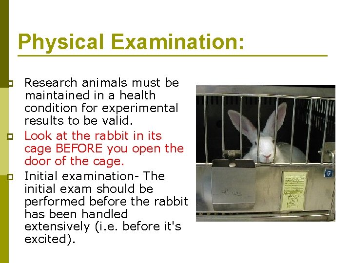 Physical Examination: p p p Research animals must be maintained in a health condition