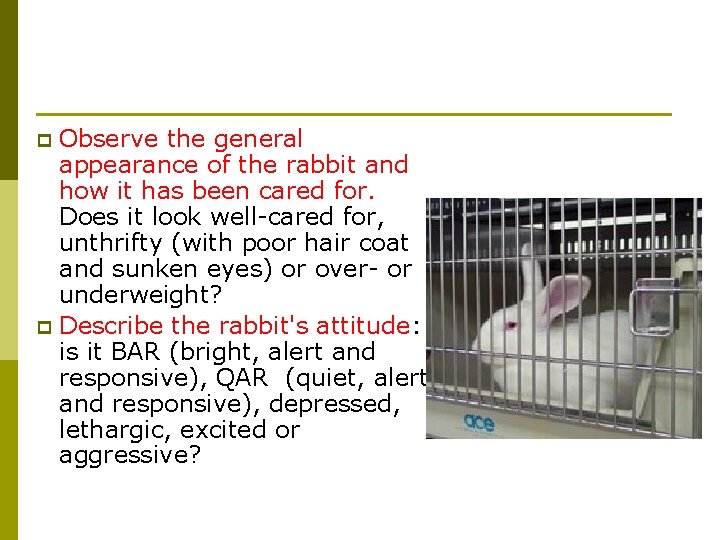 Observe the general appearance of the rabbit and how it has been cared for.