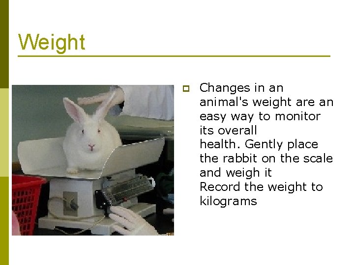 Weight p Changes in an animal's weight are an easy way to monitor its