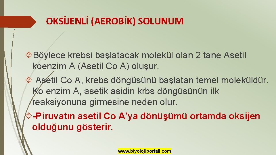 OKSİJENLİ (AEROBİK) SOLUNUM Böylece krebsi başlatacak molekül olan 2 tane Asetil koenzim A (Asetil