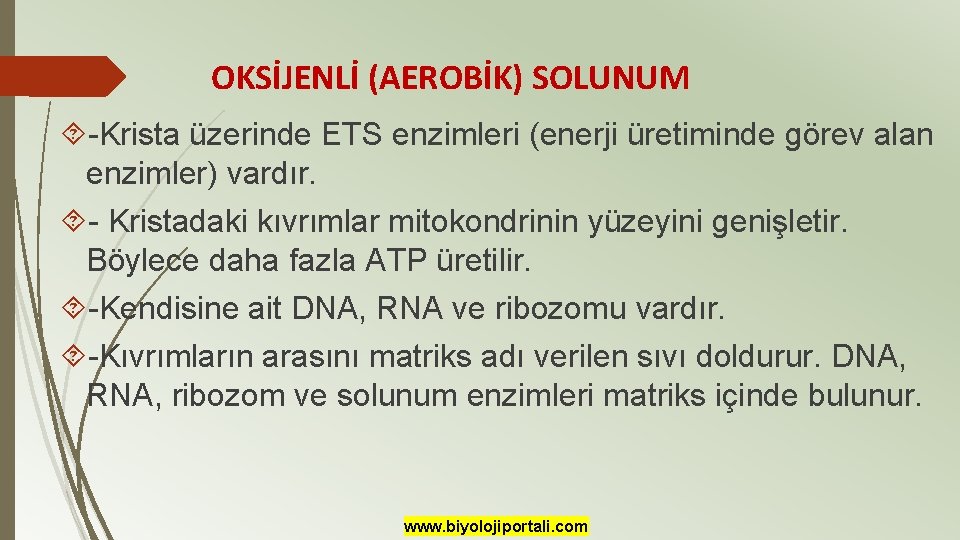 OKSİJENLİ (AEROBİK) SOLUNUM -Krista üzerinde ETS enzimleri (enerji üretiminde görev alan enzimler) vardır. -