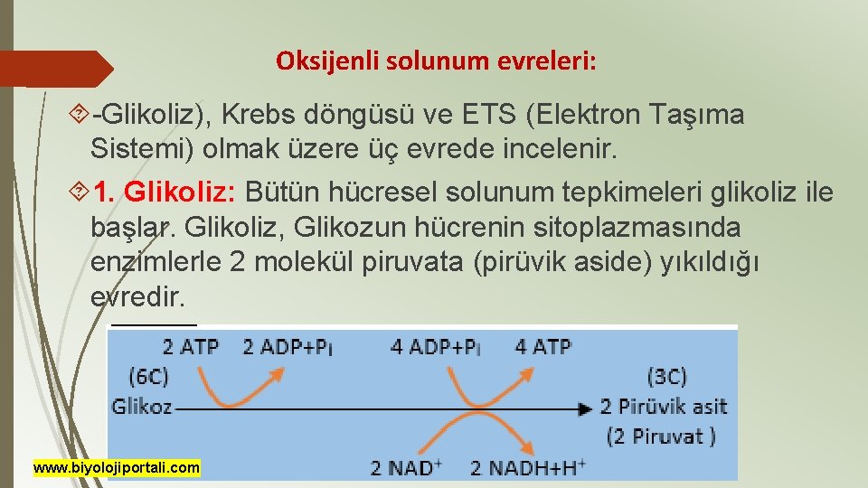 Oksijenli solunum evreleri: -Glikoliz), Krebs döngüsü ve ETS (Elektron Taşıma Sistemi) olmak üzere üç
