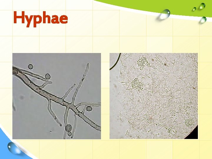 Hyphae 