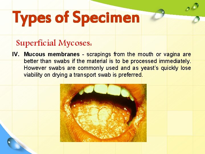 Types of Specimen Superficial Mycoses: IV. Mucous membranes - scrapings from the mouth or