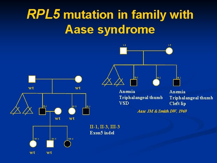 RPL 5 mutation in family with Aase syndrome wt wt Anemia Triphalangeal thumb VSD