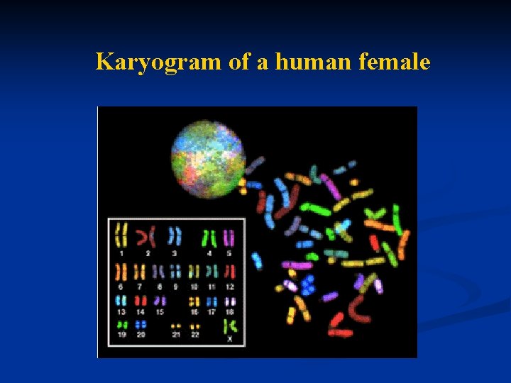 Karyogram of a human female 