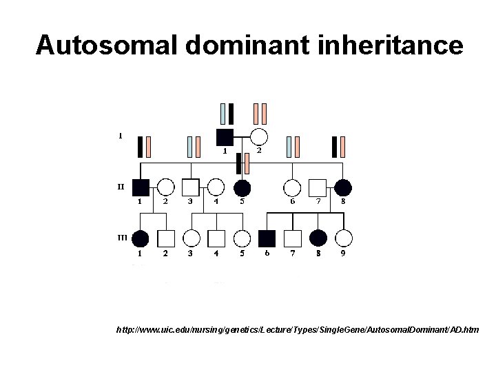 Autosomal dominant inheritance http: //www. uic. edu/nursing/genetics/Lecture/Types/Single. Gene/Autosomal. Dominant/AD. htm 