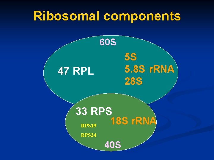 Ribosomal components 60 S 5 S 5. 8 S r. RNA 28 S 47