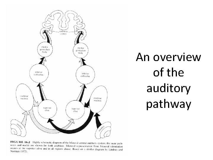 An overview of the auditory pathway 