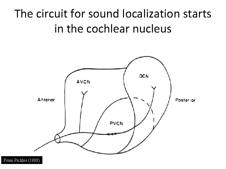 The circuit for sound localization starts in the cochlear nucleus From Pickles (1988) 