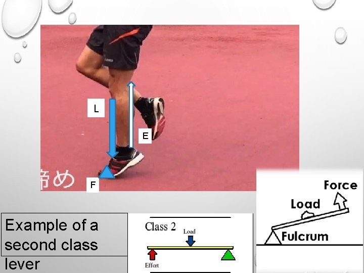 L E F Example of a second class lever 