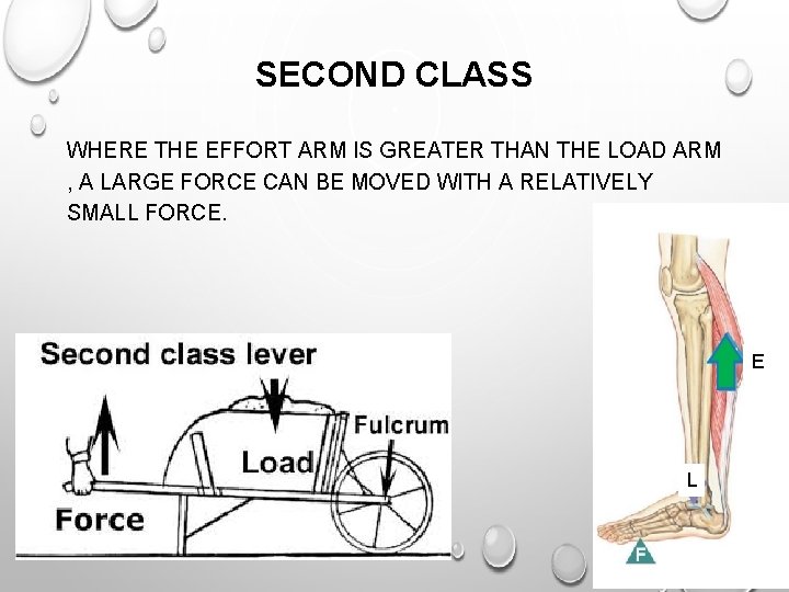 SECOND CLASS WHERE THE EFFORT ARM IS GREATER THAN THE LOAD ARM , A