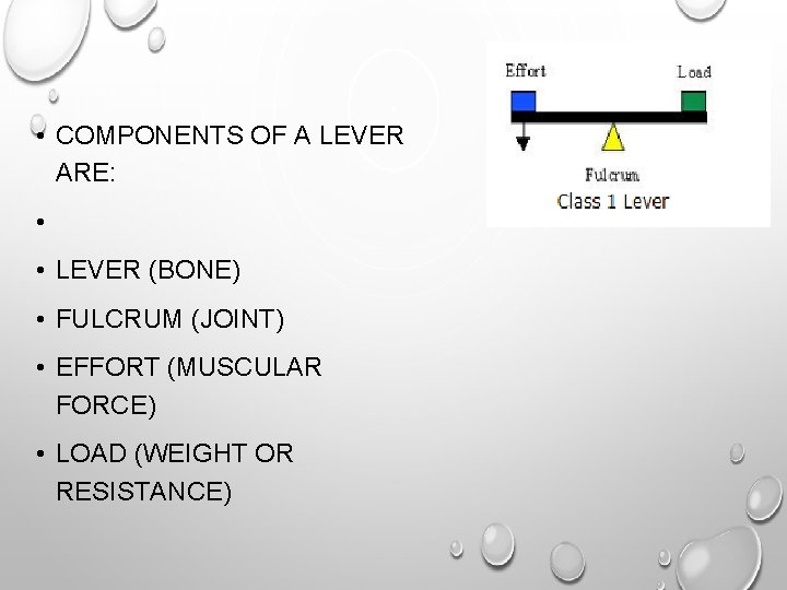 • COMPONENTS OF A LEVER ARE: • • LEVER (BONE) • FULCRUM (JOINT) • COMPONENTS OF A LEVER ARE: • • LEVER (BONE) • FULCRUM (JOINT)