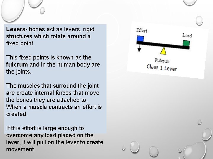 Levers- bones act as levers, rigid structures which rotate around a fixed point. This